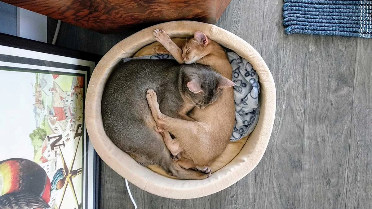A safe and cozy heated cat bed is ideal for your cat's naps on cold days.