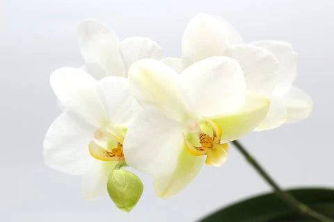 Orchid plant