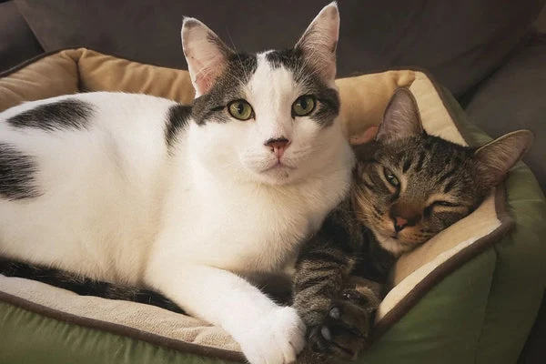 Self-warming cat beds are a great choice for keeping your cat toasty warm, thanks to their innovative two-layer design.