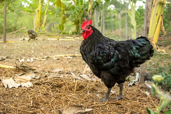 Australorp Chicken