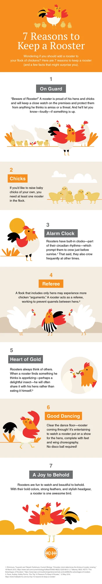 Is a pet rooster right for you? Here are 7 reasons to keep a rooster.