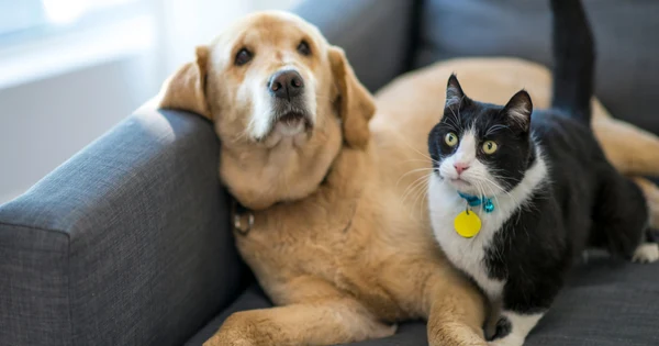 Why Does Your Pet Still Seek Warmth In The Spring/Summer