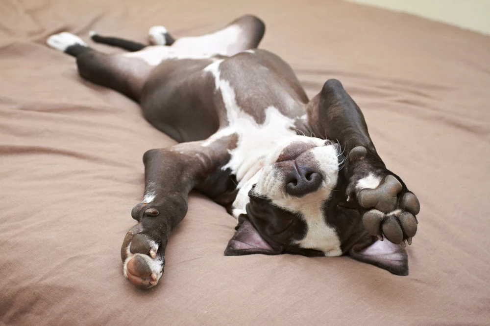 Should my dog sleep with me at night? The answer might surprise you.
