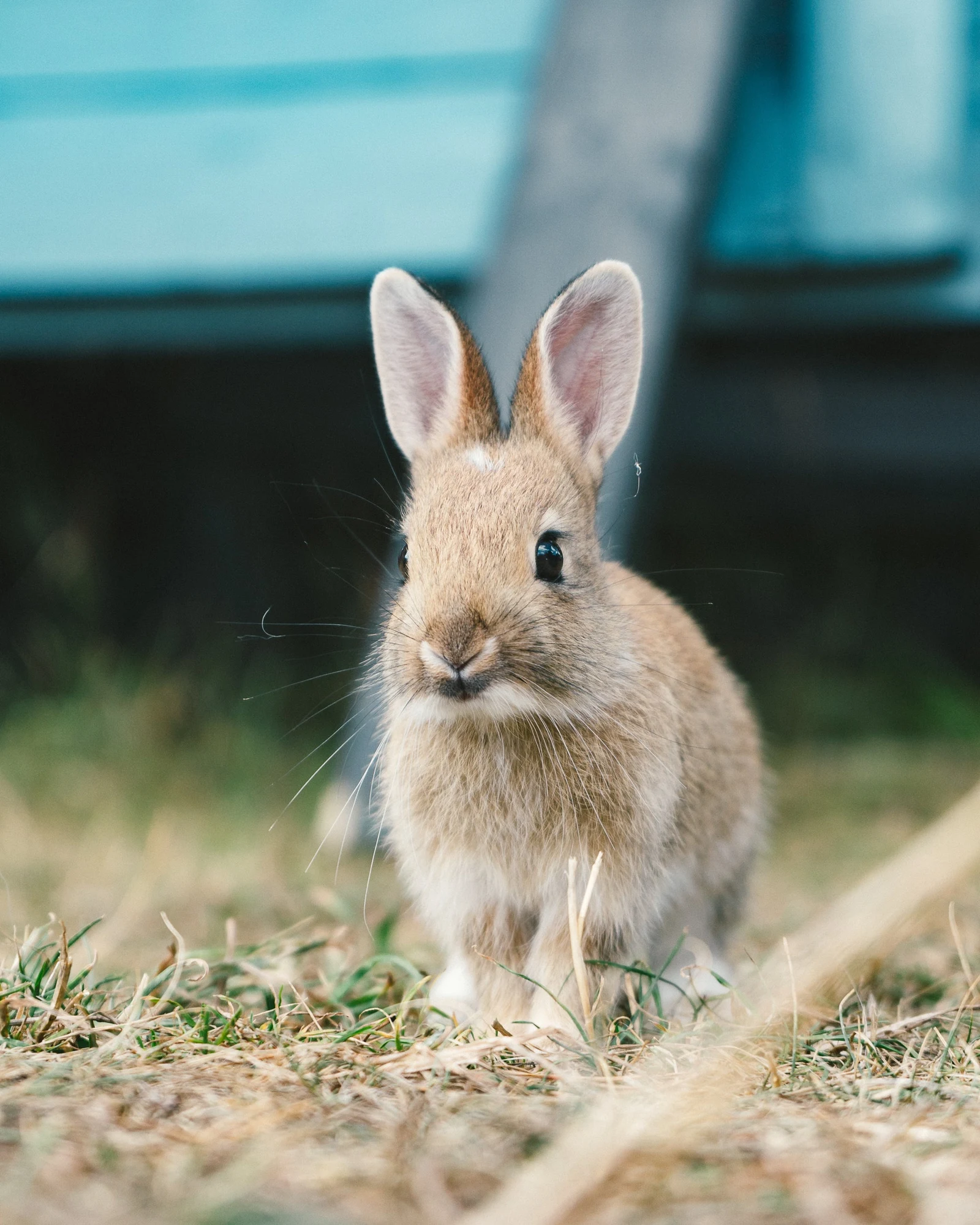 Small Animal Products