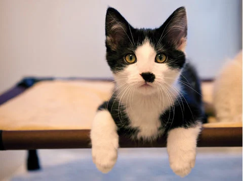 cat on a pet cot