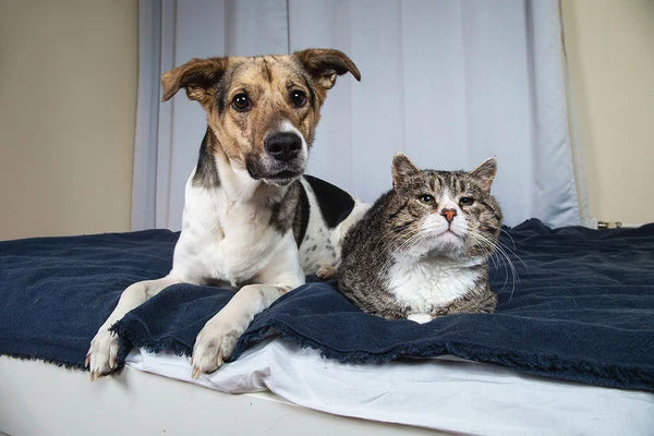 Spotting the signs of discomfort in your aging pets may help improve their quality of life.