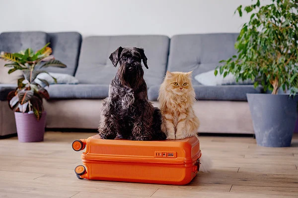 Keep your pet calm while traveling with these tips.