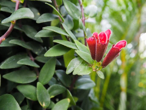 Lipstick plant