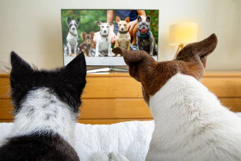 Dogs watching television.