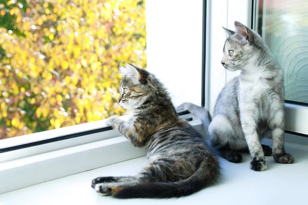 Keep the air conditioning running when your cat's inside this summer.