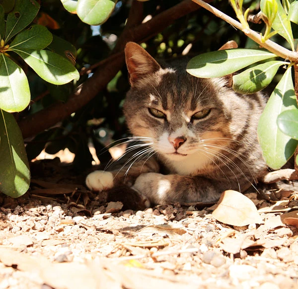 A little TLC from you can help keep the feral cats who live nearby cool and safe during the hot summer.