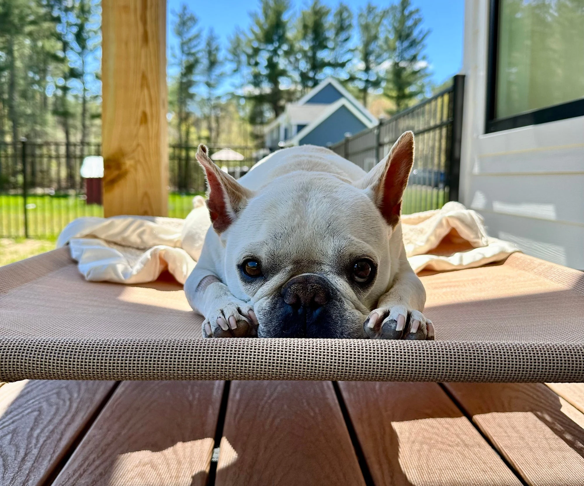 Dog Products