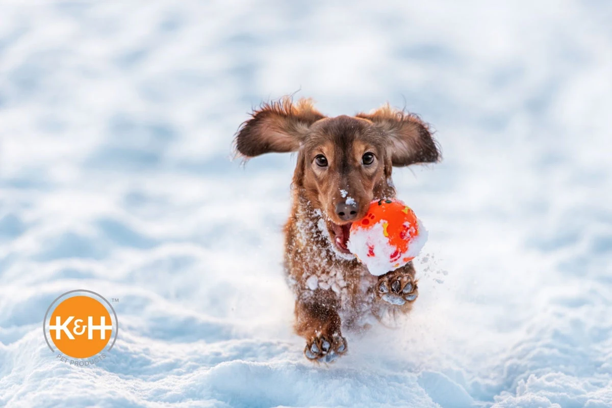 You can do many things to keep your dog warm outside.