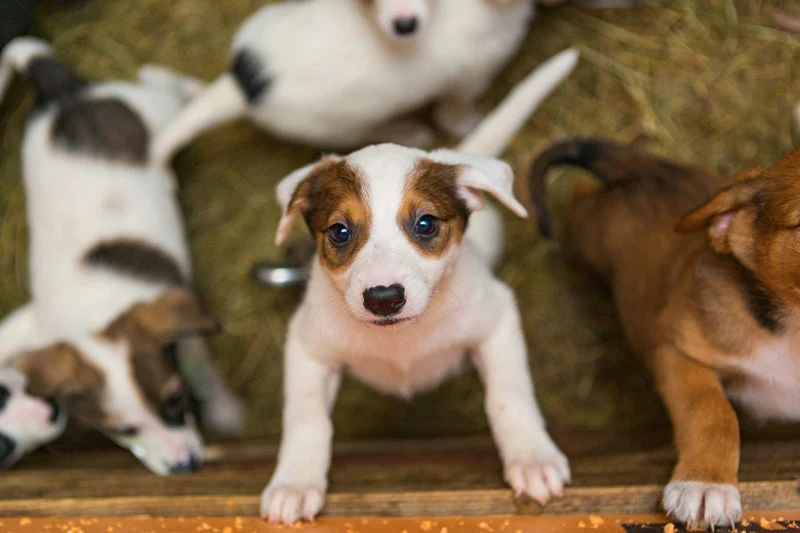 advice-for-bringing-home-a-rescue-dog