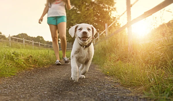 Know the signs when it's too hot to walk your dog.